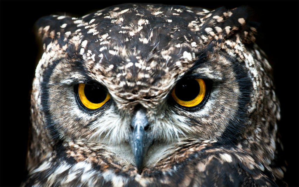 pexels-photo-1543417-1543417 Intense close-up of a Spotted Eagle Owl showcasing its detailed plumage and piercing eyes.